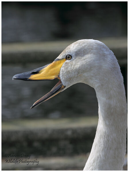 Whooper Swan