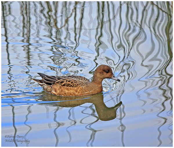 Wigeon female.
