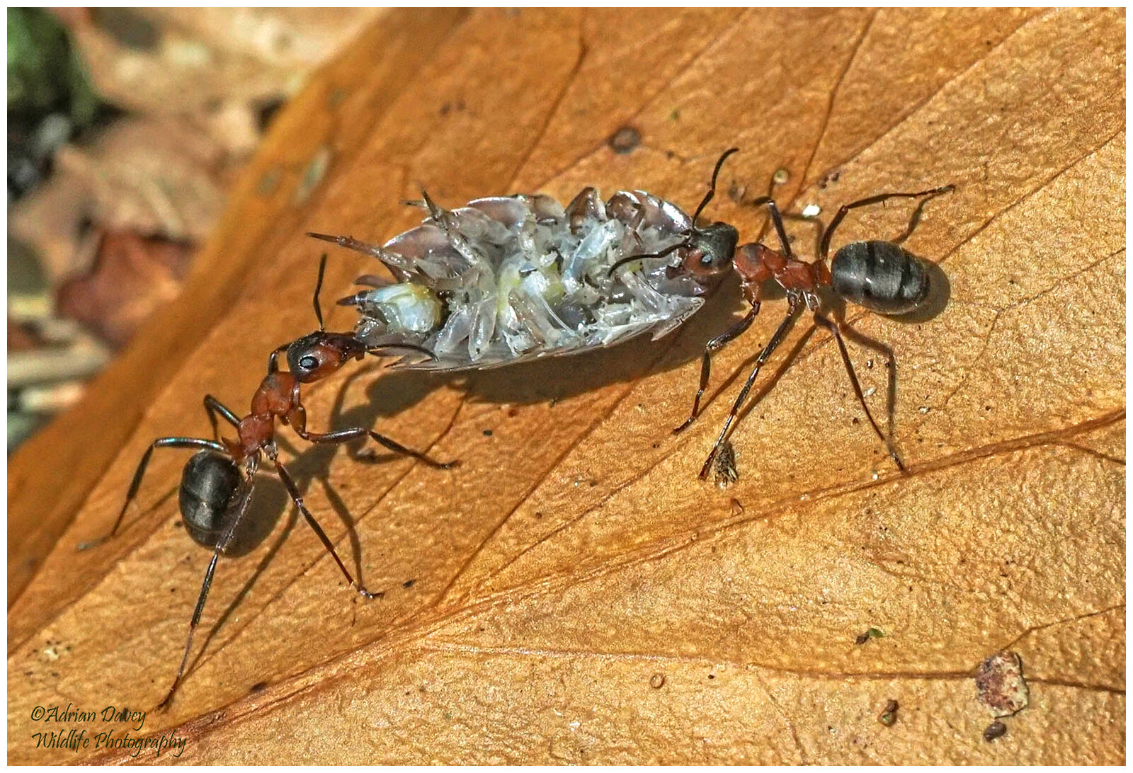 Wood Ants
