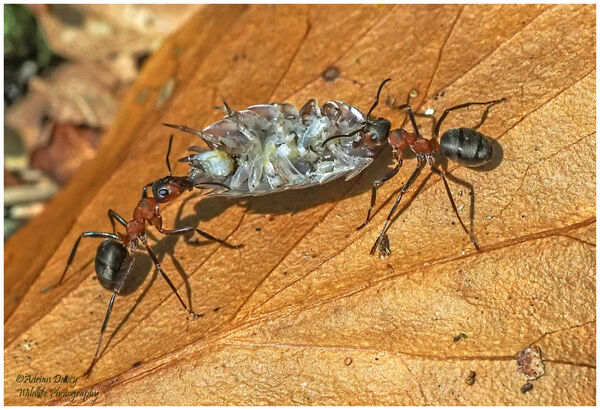 Wood Ants