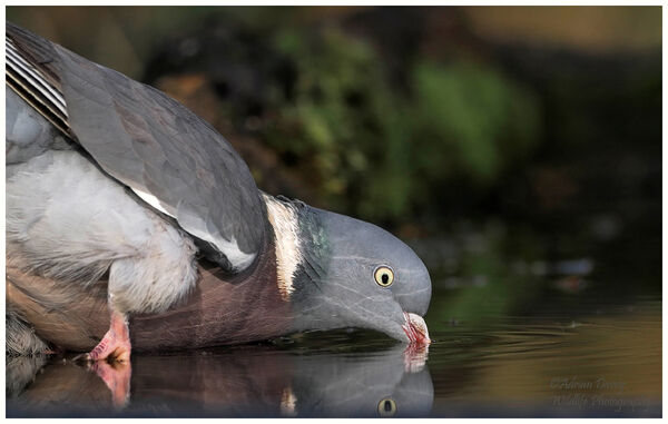 Woodpigeon  drinking