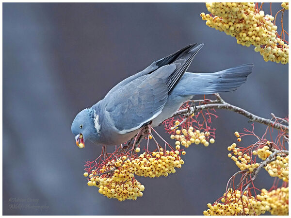 Woodpigeon eating berries