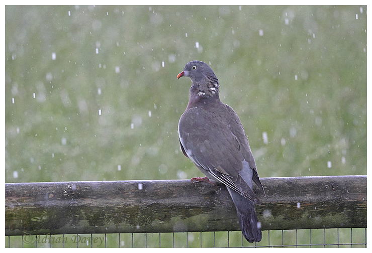 Woodpigeon in the Rain