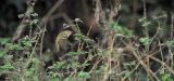 Yellow Browed Warbler
