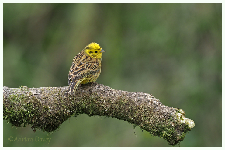 Yellowhammer male