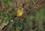 A new year, garden birds