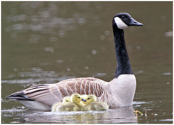 Canada Goose and young