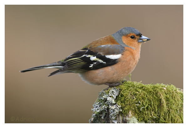 Male Chaffinch