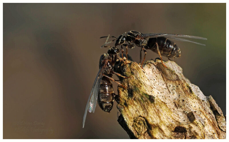 Flying Ants