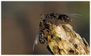 Flying Ants