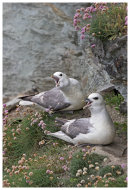Fulmars