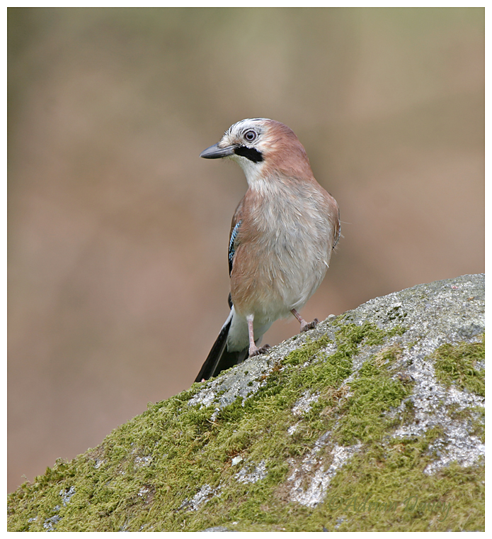 Jay