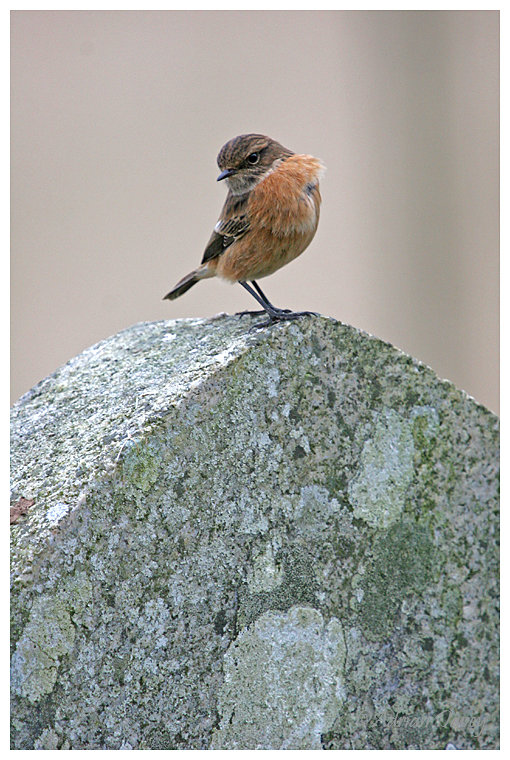 Stonechat on gravestone