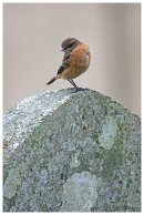 Stonechat on gravestone
