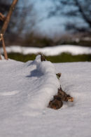 Snow Blanket