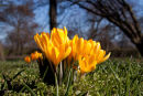Crocus