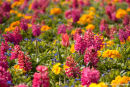 Spring Flora