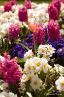 Spring Flora