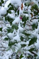November Snow