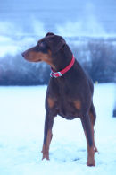 A Man's Best Friend