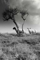 South Downs Sheep; Cuckmere Haven, East Sussex