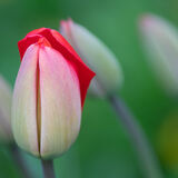 208-Tulp