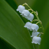 215-Lelietjevandalen