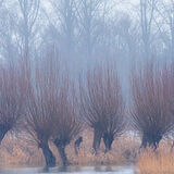 313-Biesbosch