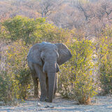 451-Olifant