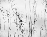 One frond, one life - it is time to make the most of it!