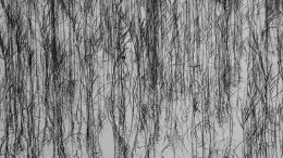 The density of the grasses reflect the many possible pathways through life and the choice I have made on my personal journey