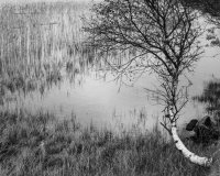 A gnarled sentinel stands guard over the Loch as its protects the reeds. It has also protected me from my darkest thoughts as I sit and contemplate under its silver trunk