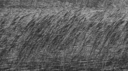 The reeds' fronds resemble 'candles in the wind' demonstrating their vitality, permanency and resilience