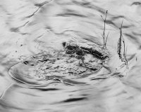 Life goes on as the swirling waters find their pathways around the stone as I have done in reconciling the images of my early photographic work