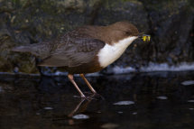 Dipper