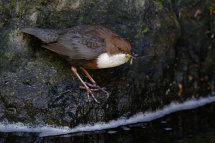 Dipper