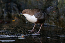 Dipper