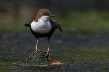 Dipper