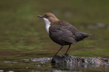 Dipper