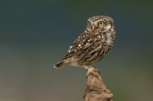 Little owl