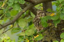 Little owl