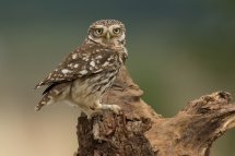 Little owl
