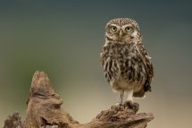 Little owl