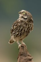 Little owl