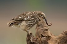 Little owl
