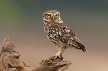 Little owl
