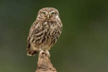 Little owl