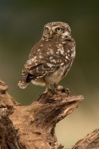 Little owl