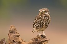 Little owl