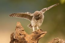 Little owl